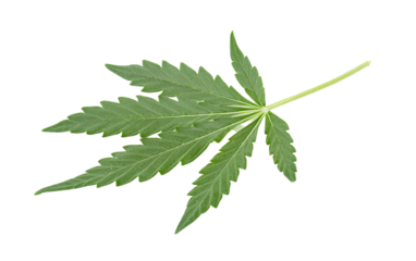 A green leaf of cannabis on transparent background, png