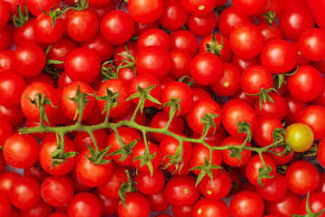 Background of group red cherry tomatoes. Ripe natural branch tomatoes.