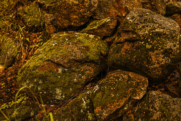 rocks in the forest