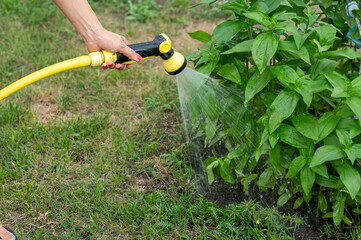 a woman's hand waters plants in the garden with a hose.