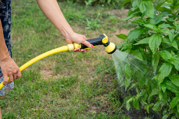 a woman's hand waters plants in the garden with a hose.