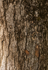 bark of a tree