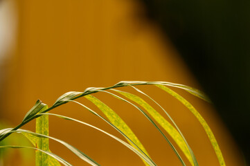 Yellow pine leaves in spring