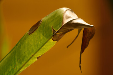 Half Dead leaf in orange background, Backyard Plants