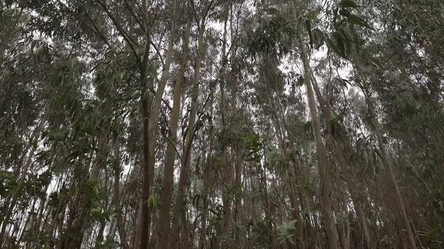 Eucalyptus forest full of foggy trees.