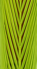 green leaf background