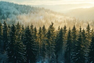 Obraz premium A stunning winter landscape during sunset where a dense forest of vibrant green pine trees with generative ai