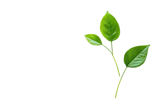 A close-up image of fresh green leaves on a small plant with a transparent background. representing nature, growth, and health. Ideal for eco-themed projects.