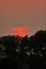 Dark red sunset behind the tree, Gaya, Bihar, India
