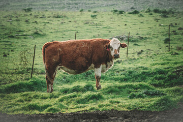 A beautiful large brown cow grazing on the green meadows of northern Israel