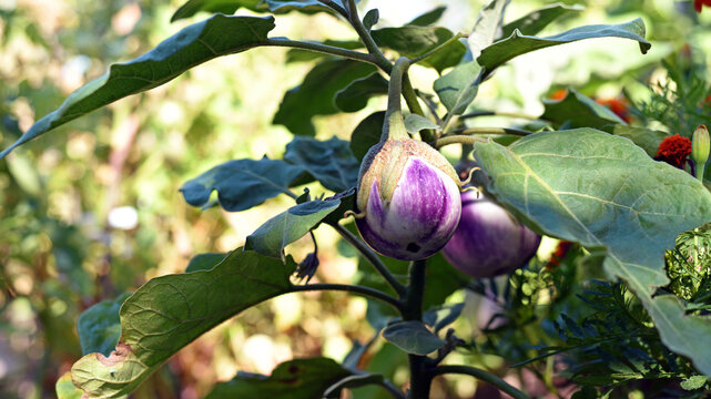Thai eggplant. rotonda bianca sfumata di rosa. Fresh Thai Purple round eggplant. healthy food, vegetarianism. ripe vegetable on a branch in the garden, green leaves. on the farm. good harvest