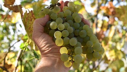 grapes in the farmer's hand. holds A bunch of grapes. ripe juicy grapes, for making juice or white...