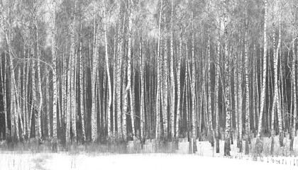 black-and-white photo with white birches