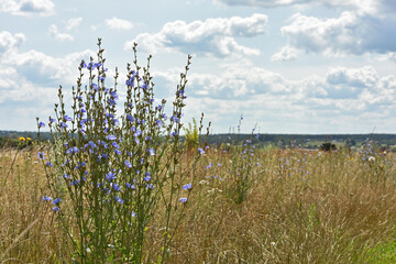 Chicory. beautiful meadow flower. Blue common chicory flower isolated on light blurred natural...