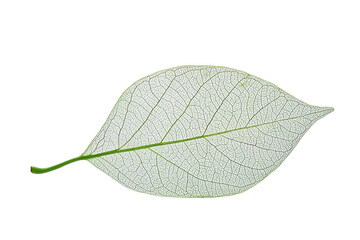 Obraz premium Macro shot of an intricate natural leaf structure with visible veins and textures, isolated on transparent background. highlighting detailed nature patterns.