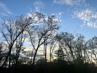 sunset in the forest