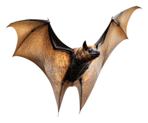 PNG Bats in flight showcasing wingspan and features