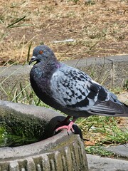 pigeon in the park
