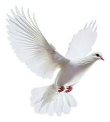 Fototapeta premium PNG White dove in flight with wings fully spread