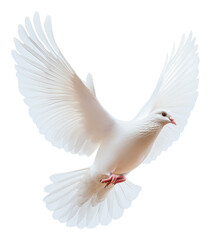 PNG White dove in flight against a plain background