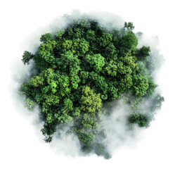 PNG Lush forest canopy surrounded by misty atmosphere