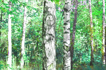 Beautiful birch trees with white birch bark