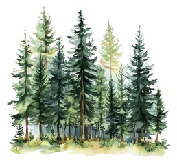 Obraz premium PNG Lush green forest with tall trees in soft light