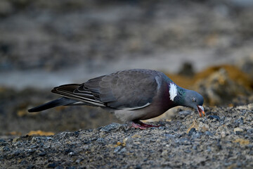 feeding Wood pigeon // fressende Ringeltaube  (Columba palumbus)