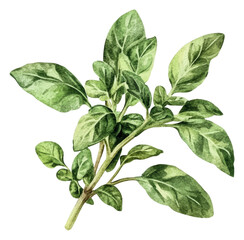 PNG Fresh basil leaves displayed on a white background