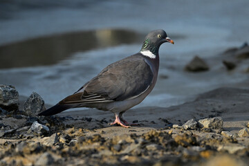Wood pigeon // Ringeltaube  (Columba palumbus)
