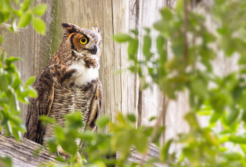 A great horned owl (Bubo virginianus) sitting in front of a wooden building side with tree branches in southwest Florida