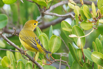 A yellow warbler (Setophaga petechia) visiting southwest Florida during its migration south in the...