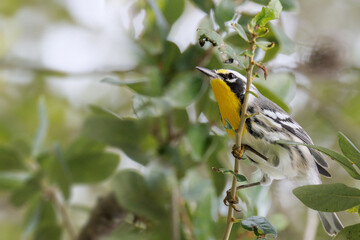A yellow-throated warbler (Setophaga dominica) in a tree in southwest Florida