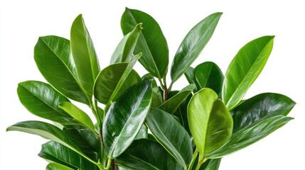 Obraz premium A close-up of lush green leaves from a houseplant, showcasing their vibrant color and texture.