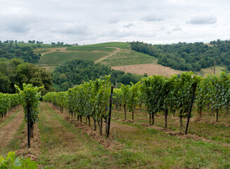 vignes