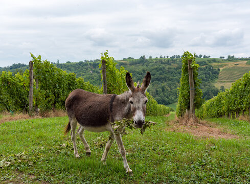 &acirc;nes dans les vignes