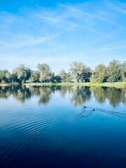 Trees reflection on the lake surface, blue lake in the park, summertime