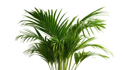 A lush green palm plant with vibrant fronds, ideal for decoration and enhancing indoor spaces.