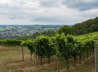 vignes