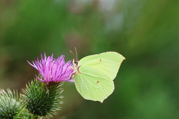 Lemon butterfly (Gonepteryx rhamni) drinks nectar from a thistle (Carduus).