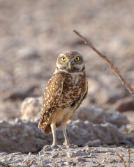 tecolote llanero, buho 