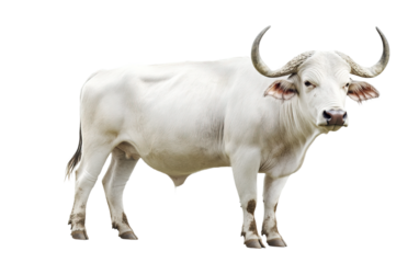 Albino buffalo isolated on white or transparent background