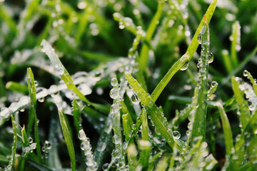 grass with dew