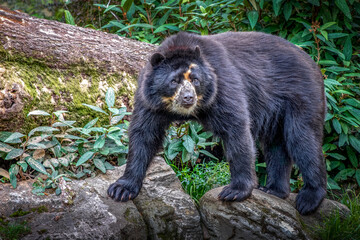 close-up of a black south american specaled bear walking through the forest