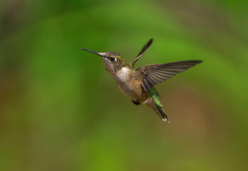 close up on flying ruby throated hummingbird