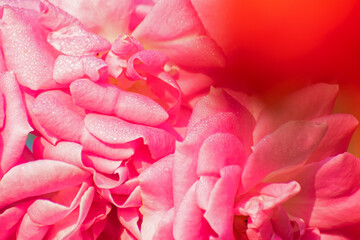 Obraz premium Pink rose, flower of the woody perennial flowering plant, genus Rosa , family Rosaceae. There are over three hundred species and tens of thousands of cultivars. Winter moring dew drops on the petals.