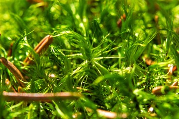 close up of green moss