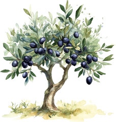 Olive tree laden with black olives, watercolor illustration
