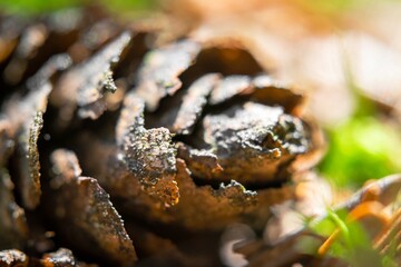 pine cone on the moss