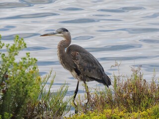 A great blue heron stalks the shallows.